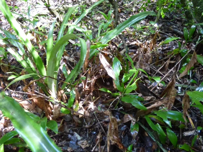 File:Myiothlypis leucoblephara - Pablo H Capovilla - 60056169.jpeg