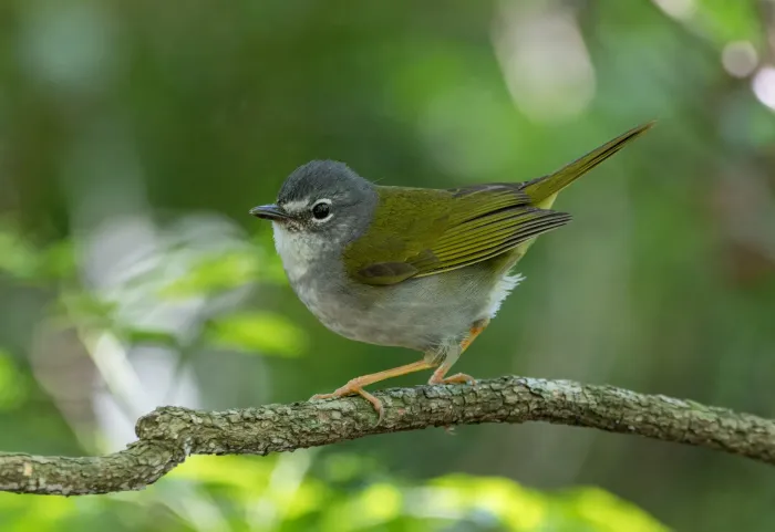 File:Myiothlypis leucoblephara - David F. Belmonte - 443356058.jpeg