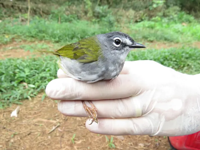 File:Myiothlypis leucoblephara - Lucas Mantelo Cruz - 474513554.jpeg