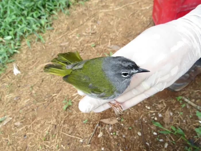 File:Myiothlypis leucoblephara - Lucas Mantelo Cruz - 474513565.jpeg