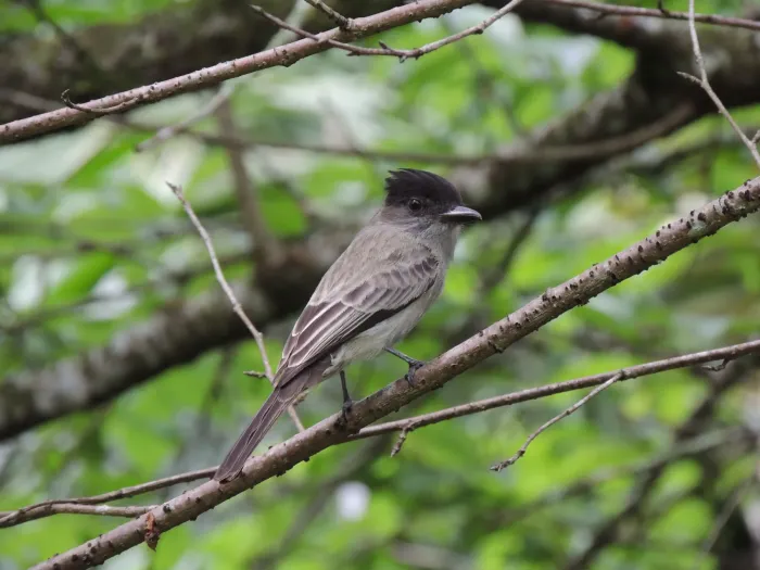 File:Sirystes sibilator - Aline Fernanda Antunes - 434768044.jpeg