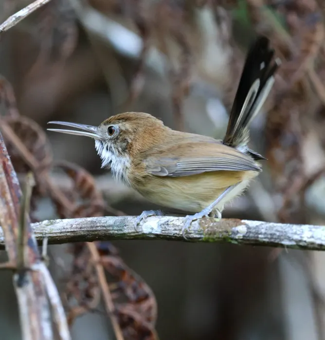 File:Ramphocaenus melanurus - Miguel - 569295463.jpeg