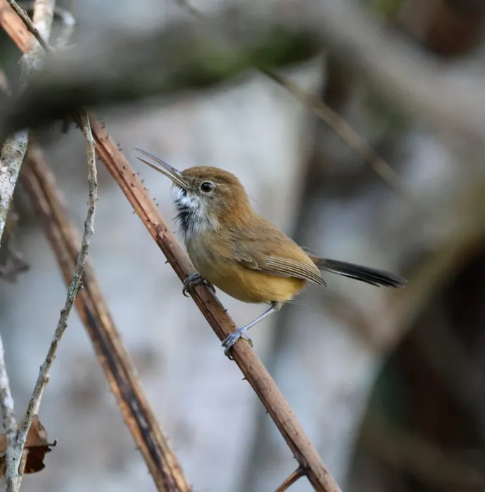 File:Ramphocaenus melanurus - Miguel - 569295438.jpeg