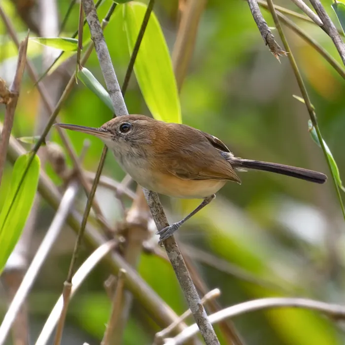 File:Ramphocaenus melanurus - Paulo Mascaretti - 254551910.jpeg