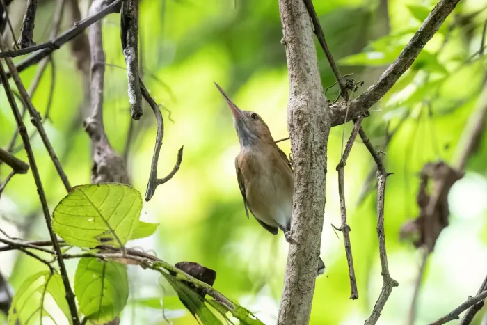 File:Ramphocaenus melanurus - Adam Jackson - 339613637.jpeg