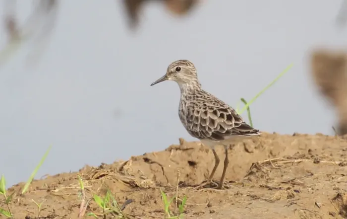 File:Long-toed stint , Calidris subminuta.jpg