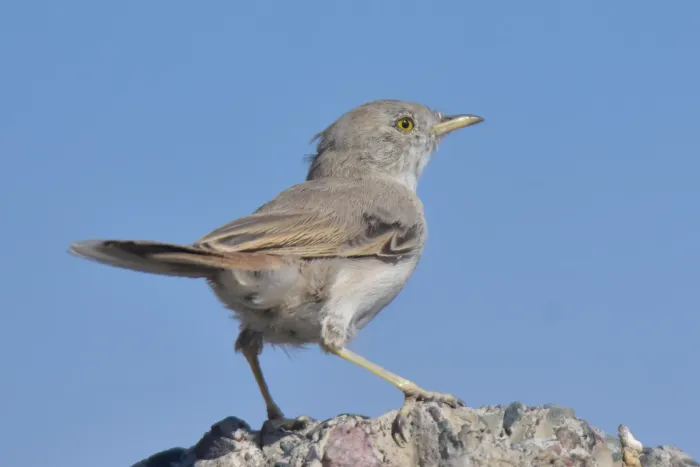 File:Curruca nana - Kudaibergen Amirekul - 562372000.jpeg