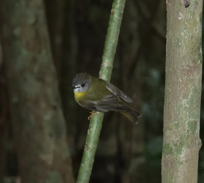 File:Eopsaltria capito - Greg Tasney - 549541006.jpeg