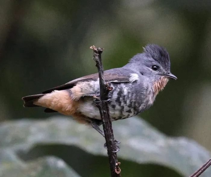 File:Iodopleura pipra - Miguel - 569280188.jpeg