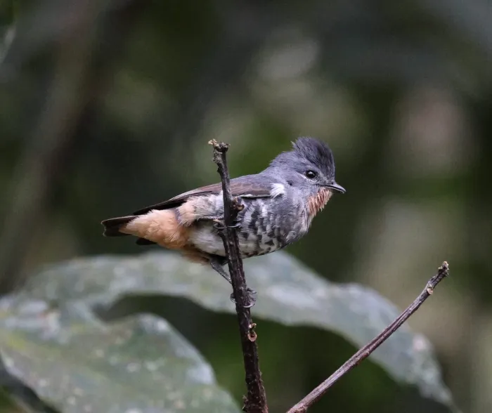 File:Iodopleura pipra - Miguel - 569280269.jpeg