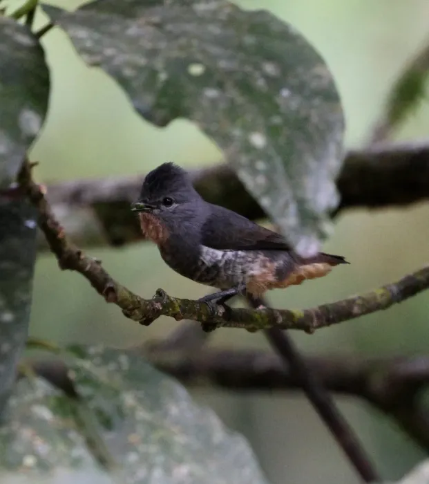 File:Iodopleura pipra - Miguel - 569280313.jpeg