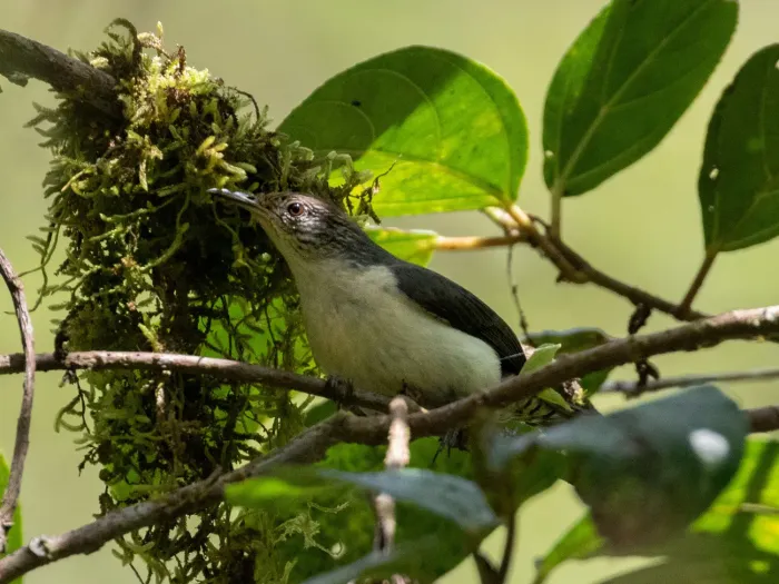 File:Odontorchilus branickii 97218223 (cropped).jpg