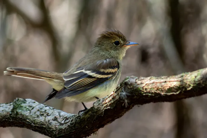 File:Lathrotriccus euleri 573043673.jpg