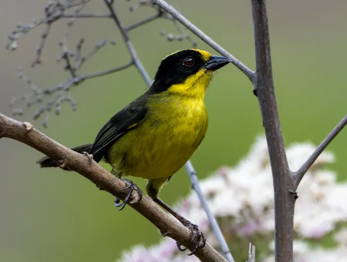 File:Atlapetes tricolor.jpg