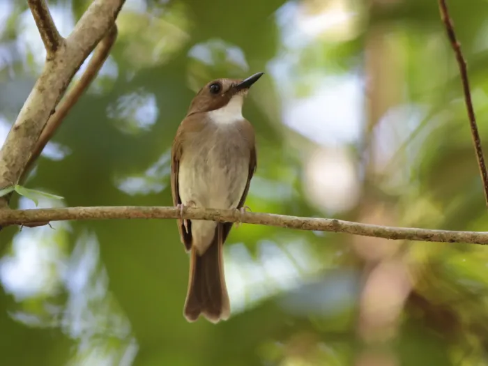 File:Cyornis umbratilis - Ian Dugdale - 547323875.jpeg