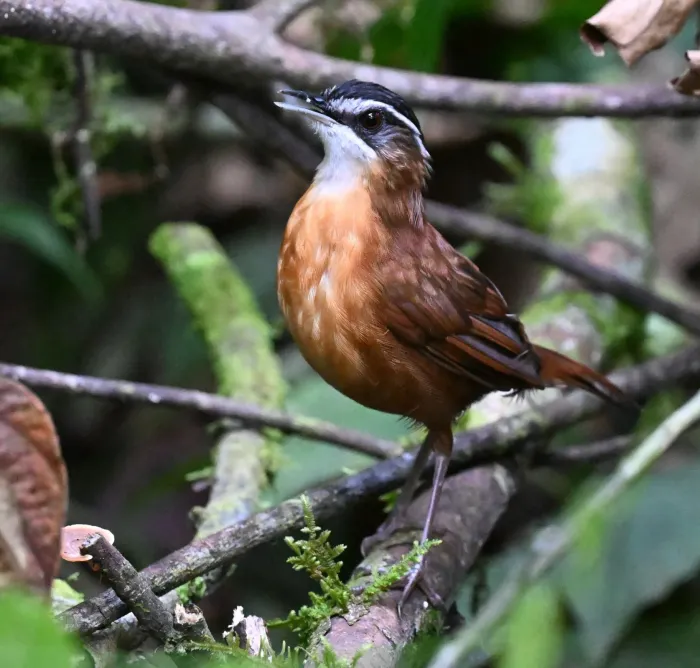 File:Pellorneum capistratoides - Chrissy McClarren and Andy Reago - 456047805.jpeg