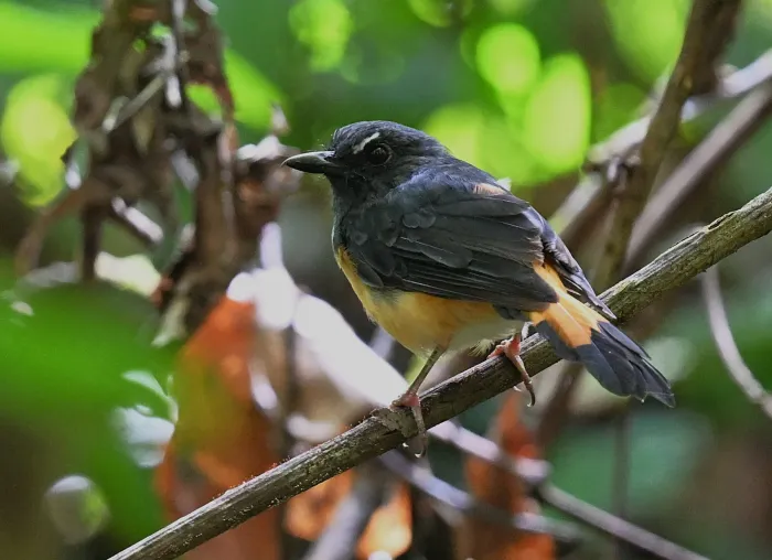 File:Copsychus pyrropygus - Chrissy McClarren and Andy Reago - 456216612.jpeg