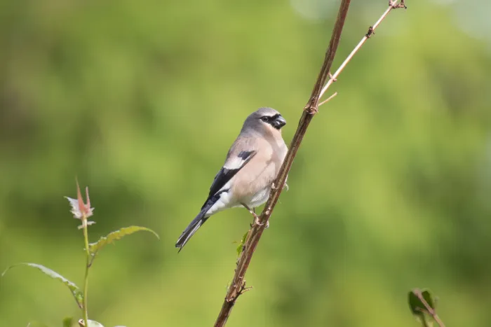 File:Pyrrhula owstoni - 尹若宇 - 41425194.jpeg