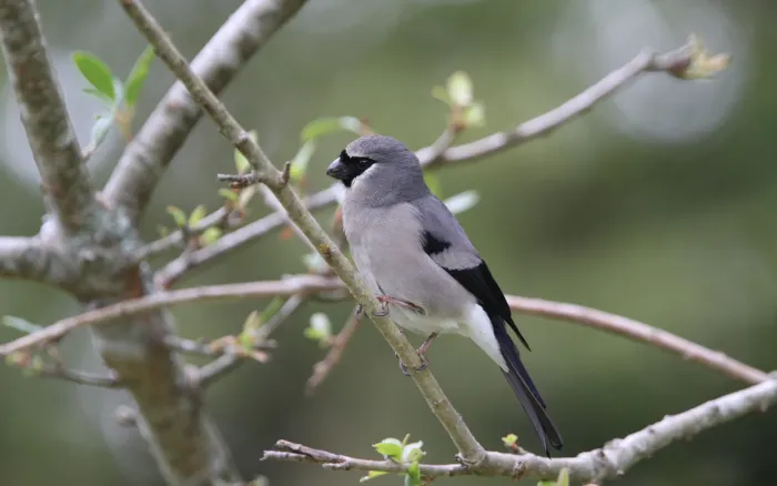 File:Pyrrhula owstoni - Christoph Moning - 101854512.jpeg