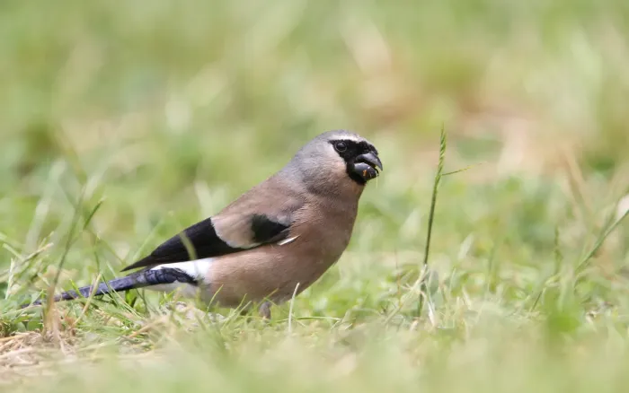 File:Pyrrhula owstoni - Christoph Moning - 101854467.jpeg