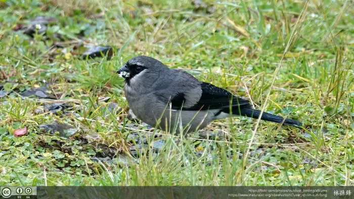 File:Pyrrhula owstoni - 林孫鋒(Lin Sun Fong) - 304405644.jpeg