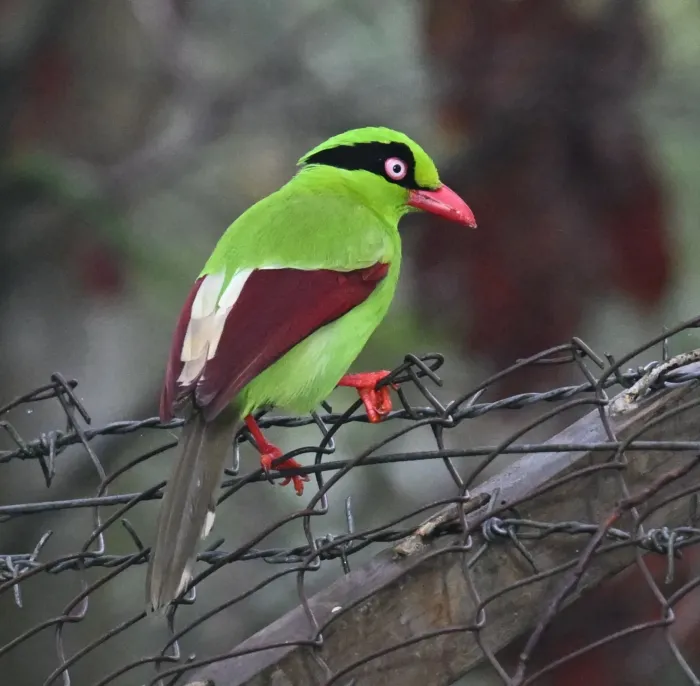 File:Cissa jefferyi 453279950.jpg