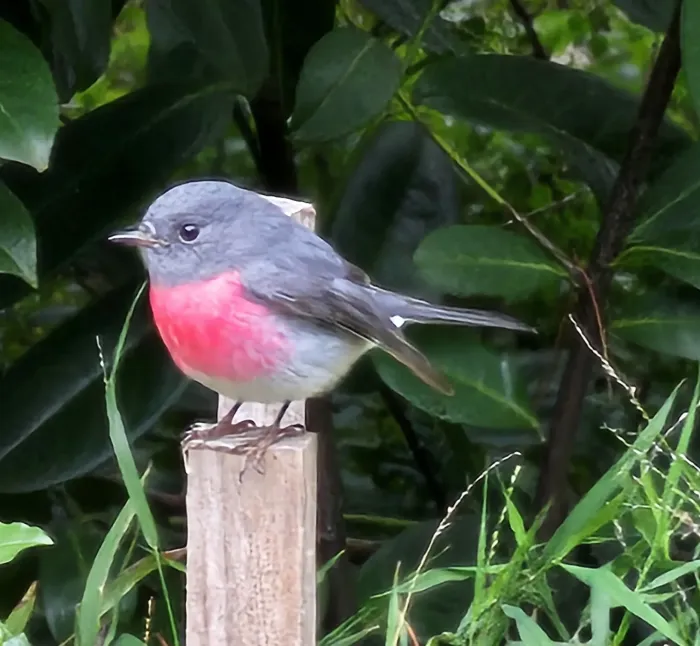 File:Petroica rosea 516410554.jpg