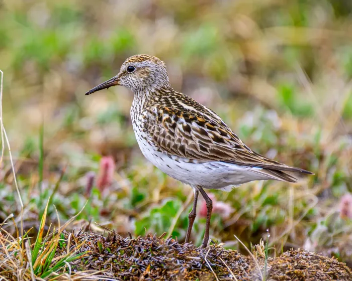 File:White-rumped sandpiper (Calidris fuscicollis) in breeding plumage 01.jpg