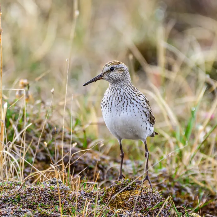 File:White-rumped sandpiper (Calidris fuscicollis) in breeding plumage 02.jpg