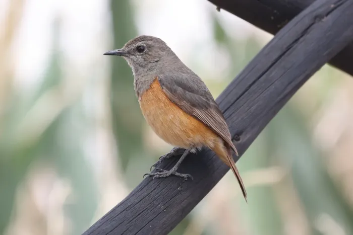 File:Monticola rufocinereus 442107238.jpg