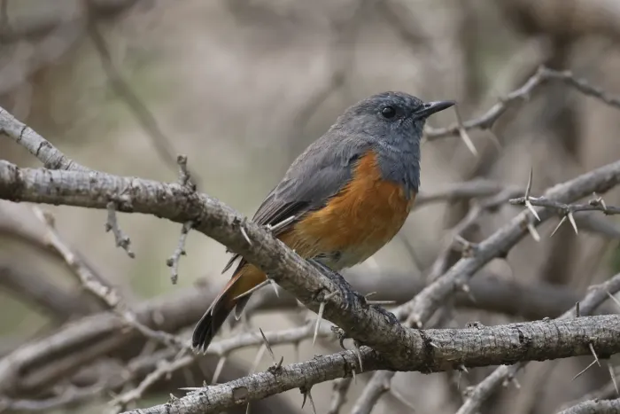 File:Monticola rufocinereus 556032233.jpg