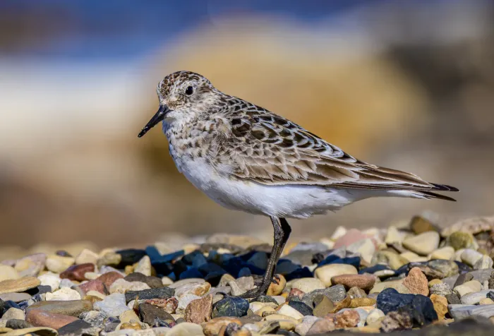 File:Baird's sandpiper (Calidris bairdii) 03.jpg