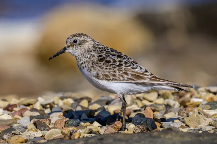 File:Baird's sandpiper (Calidris bairdii) 01.jpg