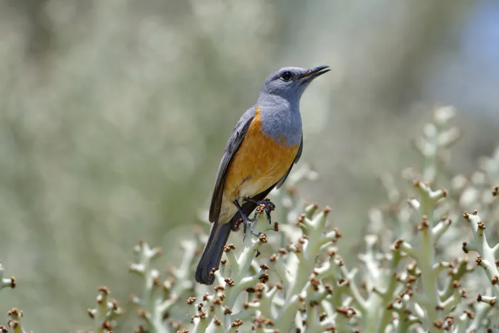 File:Monticola imerina 453722476.jpg