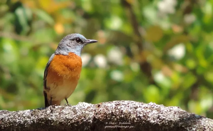 File:Monticola angolensis 26087378.jpg