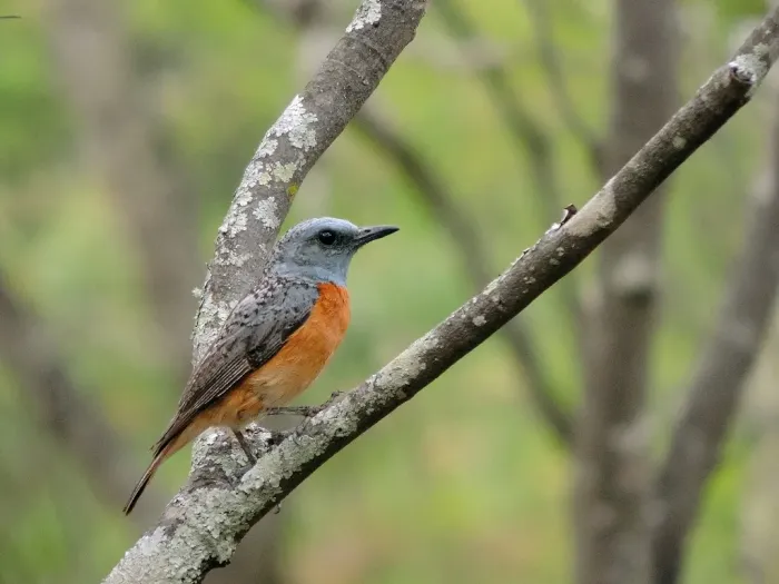 File:Monticola angolensis 56219800.jpg