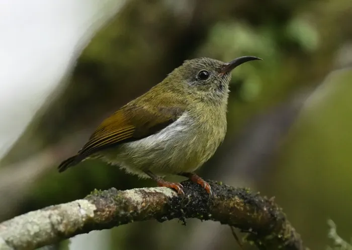 File:Aethopyga temminckii - Chrissy McClarren and Andy Reago - 453614597.jpeg