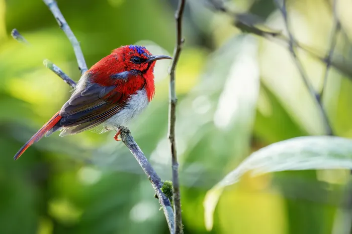 File:Aethopyga temminckii - James Hunt - 564017903.jpeg