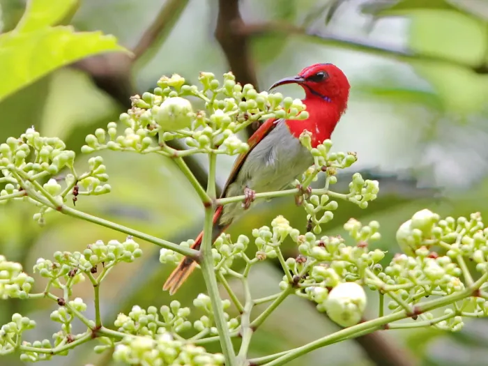 File:Aethopyga temminckii - Ian Dugdale - 547324273.jpeg