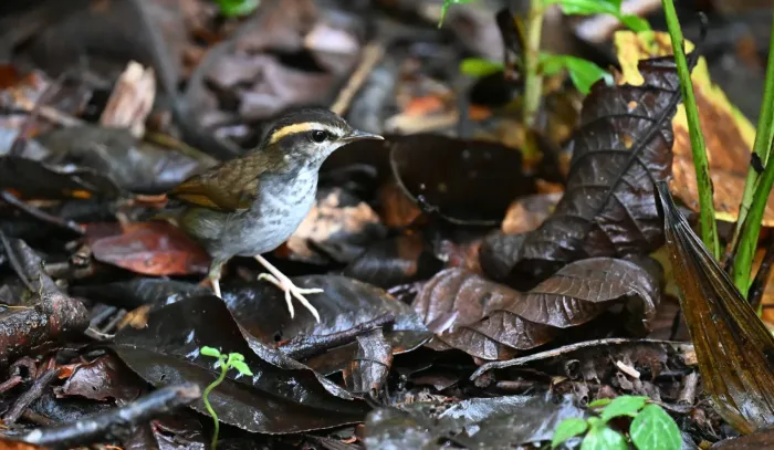 File:Urosphena whiteheadi - Chrissy McClarren and Andy Reago - 453395384.jpeg