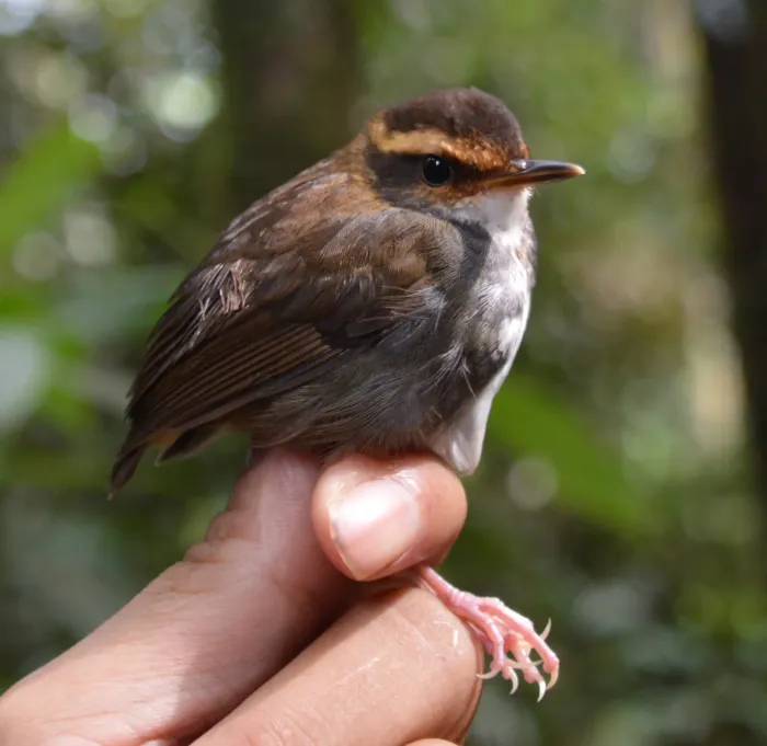 File:Urosphena whiteheadi - Subir B. Shakya - 241415797.jpeg