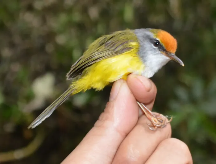 File:Phyllergates cucullatus - Subir B. Shakya - 241414178.jpeg