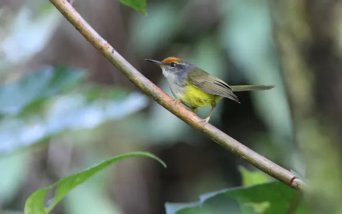 File:Phyllergates cucullatus - Christoph Moning - 103355912.jpeg