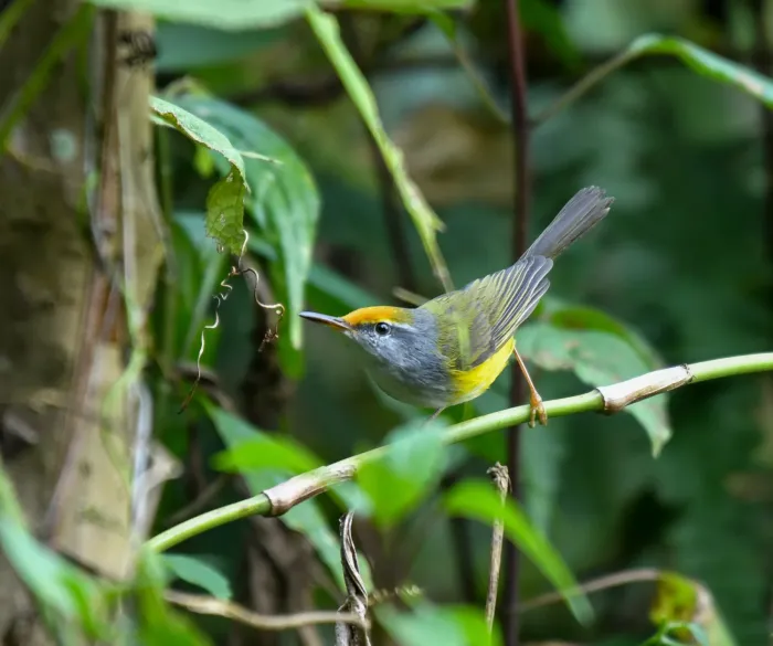 File:Phyllergates cucullatus - Rejoice Gassah - 428911997.jpeg