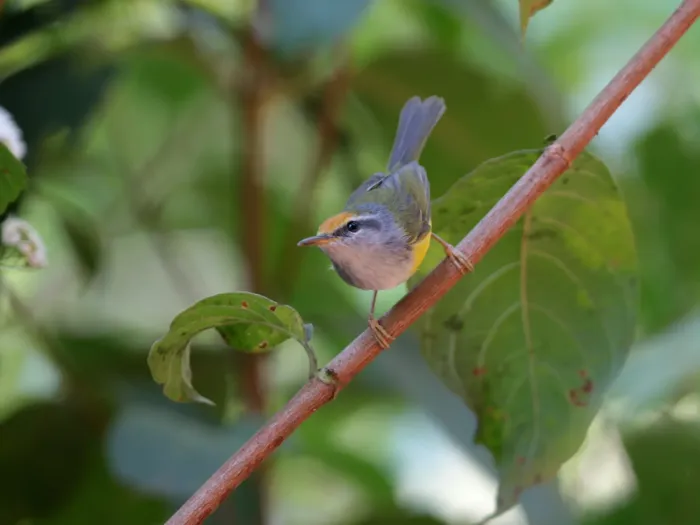 File:Phyllergates cucullatus - Ian Dugdale - 546778217.jpeg