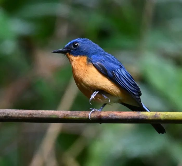 File:Cyornis montanus - Chrissy McClarren and Andy Reago - 452036489.jpeg