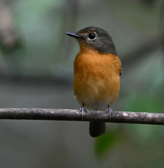 File:Cyornis montanus - Chrissy McClarren and Andy Reago - 452034468.jpeg