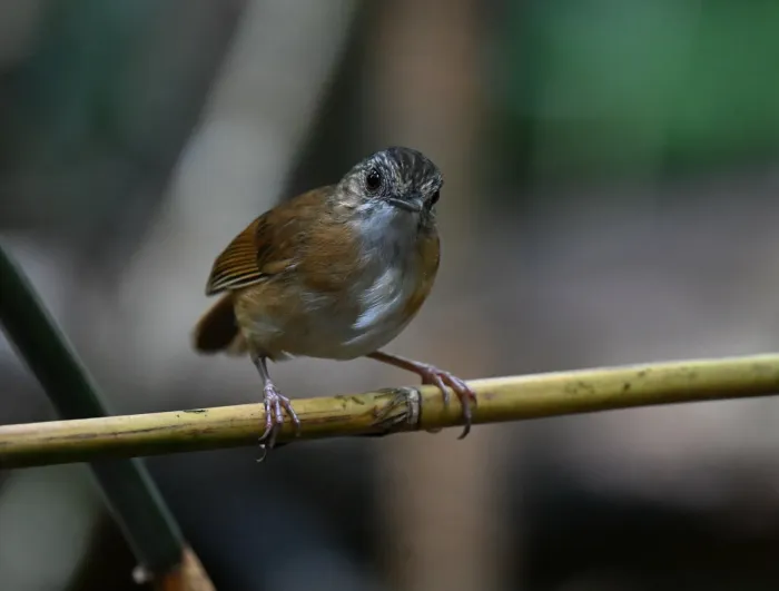 File:Pellorneum pyrrogenys - Chrissy McClarren and Andy Reago - 451951212.jpeg