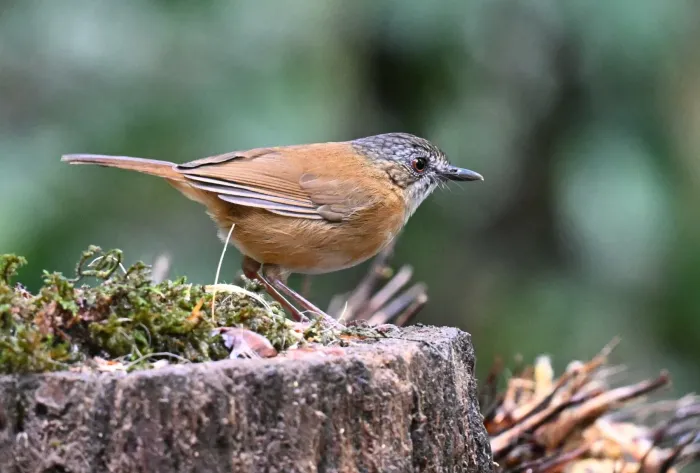 File:Pellorneum pyrrogenys - Chrissy McClarren and Andy Reago - 451879900.jpeg