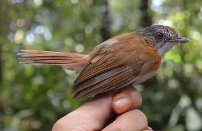 File:Pellorneum pyrrogenys - Subir B. Shakya - 241415854.jpeg